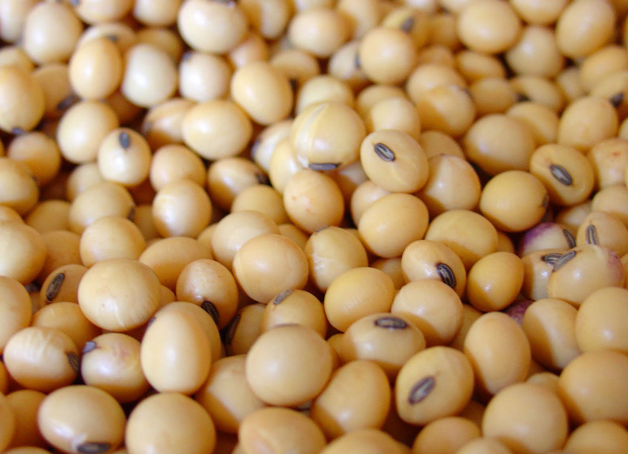 SOYABEAN MEALS